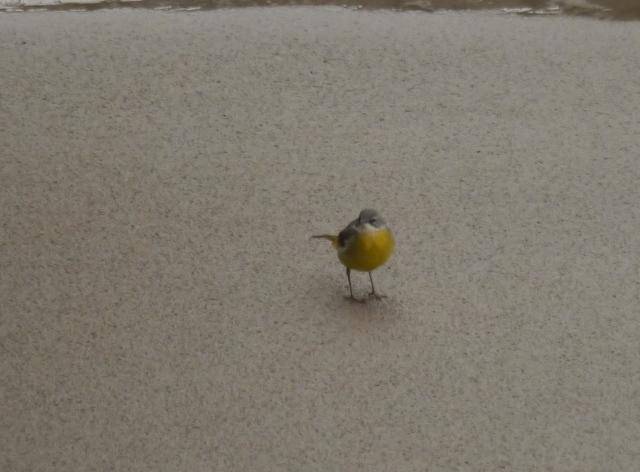 Lavandera cascadeña invernante