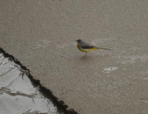 Lavandera cascadeña invernante