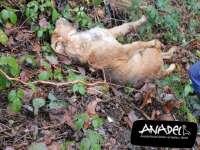 Localizados los cuerpos sin vida de dos perros de caza en un vertedero de Mieres