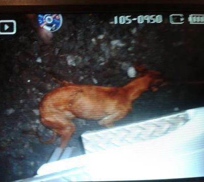 Foto: Tu corazón de galga podrá perdonar ... yo .....  Hay días que se hace extremadamente duro ponerte delante del teclado, y centrarte en los que aun viven para poner el hombro y  que sigan así  Hoy es uno de esos días en los que te planteas muchas cosas , porque no puedes evitar las lagrimas que se van entremezclando entre rabia, impotencia y tristeza Pudieron salvarte , pero tu vida no valia lo suficiente para ellos , solo tenía que parar el trafico, solo tenia que dejar moverse a los voluntarios... no lo hicieron ... poco les importa parar el trafico y los derechos de los usuarios cuando se ponen en huelga   Señores responsables del Metro de Madrid , han demostrado además de no tener corazón ser muy poco inteligentes  Han demostrado que la vida de una perra no les importaba pero aun por egosimo podían haberla salvado  Esa misma crítica que hoy corre por las redes sociales se hubiese tornado en buena publicidad si hubieran sido humanos ... pero no lo fueron  Demostraron ser nulos como personas y como gerentes   Ahora no vengan con falsas excusas , eso mismo ocurrió en el metro de Barcelona con un resultado muy distinto ... cada cual da de si lo que es http://www.lavanguardia.com/sucesos/20100113/53869548067/un-perro-obliga-a-interrumpir-la-circulacion-de-la-linea-1-del-metro.html#ixzz2IVLdUwCW  Intento cada dia aprender que con odio no se vence al odio , hoy me resulta muy dificil  Ella con su corazon de galga podrá perdonar... yo espero que cada vez que cerreis los ojos veais un perro (puto perro como se escucha en las grabaciones) al que pudisteis salvar pero dejasteis morir