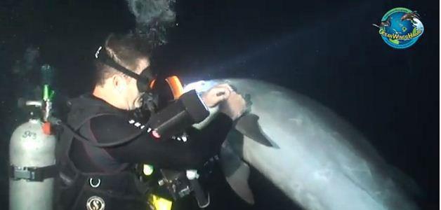 buzo desenreda hilo de pesca a un delfín