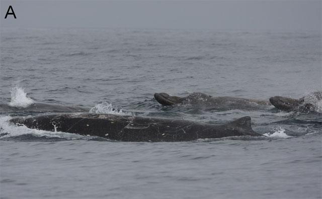 ballena picuda de Baird (Berardius bairdii)