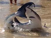 Abuelo salva unos niños Australia luchando tiburón