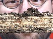 ¿Termitas productoras biocombustible?