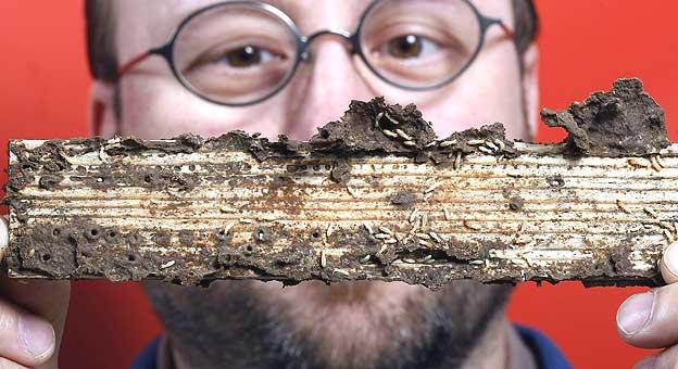 Mike Scharf ¿Termitas productoras de biocombustible?  