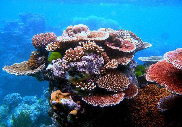 arrecife de coral, Toliara - Madagascar