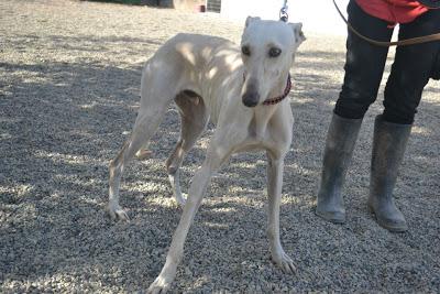 GALGO BLANCO Y GALGA ATIGRADA BUSCAN HOGAR!!!‏