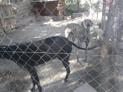 GALGO BLANCO Y GALGA ATIGRADA BUSCAN HOGAR!!!‏