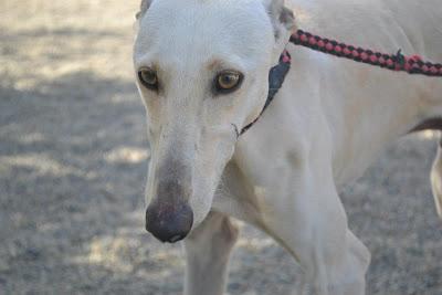 GALGO BLANCO Y GALGA ATIGRADA BUSCAN HOGAR!!!‏