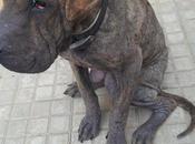 Shar muriéndose calle, urgente!!! (bilbao)