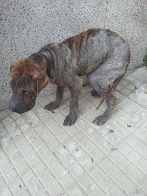 SHAR PEI MURIÉNDOSE EN LA CALLE, URGENTE!!! (BILBAO)