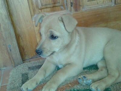 NAMI 2,5 MESES TAMAÑO PEQUEÑO EN ADOPCION.(MURCIA‏)