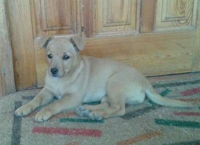 NAMI 2,5 MESES TAMAÑO PEQUEÑO EN ADOPCION.(MURCIA‏)