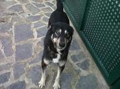 Ayuda urgente para Pippo (Murcia)‏
