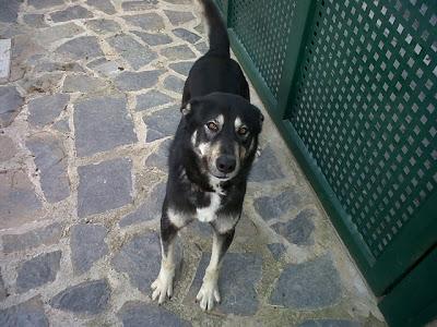 Ayuda urgente para Pippo (Murcia)‏