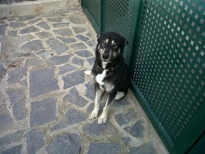 Ayuda urgente para Pippo (Murcia)‏
