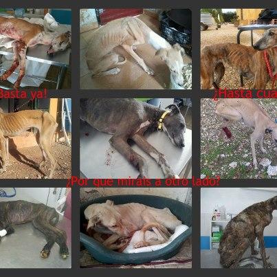 Foto: ¿HASTA CUANDO? Rigel, Yiyo, Heras, Anthias, Lima, Quira, Zebra ..., son ejemplos de galgos que han llegado a nuestro refugio en pésimas condiciones, desnutridos, heridos, atropellados, ahorcados, maltratados a manos del ser humano... Esto pasa en nuestra ciudad, Ecija (Sevilla). Ciudad galguera y de cazadores, que no dudan en abandonarlos y ahorcarlos cuando ya no les sirven. Ciudad donde no se quiere poner fin a esta barbarie. Aquí no se hace nada. Muchísima gente mira para otro lado y no hay control alguno sobre el estado en el que viven estos galgos y perros de cacería en general. La mayoría viven hacinados en pequeñas naves, y nadie hace nada. La gran mayoría tienen una vida llena de sufrimiento, donde apenas los alimentan y muchas veces se comen entre ellos. Pero repito, aquí no se hace nada.  Desde la protectora Aprenda pedimos a las personas que no miren a otro lado, seréis cómplices. DENUNCIAR!  Desde aquí volvemos a dar las gracias a todas las personas y asociaciones que nos ayudaron a sacar adelante a esta larga lista de seres tan especiales que algunos no quieren ni saben valorar.  Y decirle a las autoridades, que multen y controlen de una vez este tema tan preocupante. Es una vergüenza que se siga mirando para otro lado, cuando cada vez hay mas casos de maltrato animal en esta ciudad.