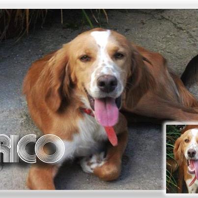 Rico... un expediente X Foto: RICO ENTRADA: 16-05-2011 FECHA DE NACIMIENTO: 01-05-2010 RAZA Setter TAMAÑO: mediano (unos 18 kilos) CARÁCTER: muy bueno, algo tímido y desconfiado con desconocidos, noble. CONTACTO: marisolamidea@gmail.com 661.54.91.24 MIAJADAS -CÁCERES-