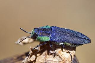 Para ampliar Anthaxia hungarica (hembra, forma azul) hacer clic