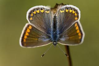 Para ampliar Polyommatus icarus (Rottemburg, 1775) Ícaro hacer clic