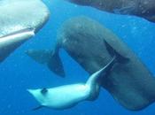 Cachalotes adoptan delfín deforme