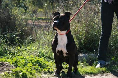 BOSS, otra víctima de la raza. OCHO meses en la perrera. SOS. MUY URGENTE.