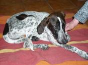 Ayuda para Canela. Ejea caballeros (Zaragoza)