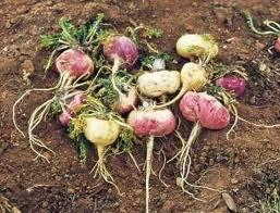 maca12 Vigor y fuerza con la maca andina o el gingseng de los Andes