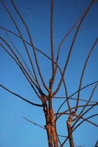 Feliz semana (II) (Osona, marzo 2008) FELIZ SEMANA (II)