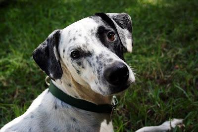 Tom y Jerry, ¿imposible distinguirlos? En adopción‏