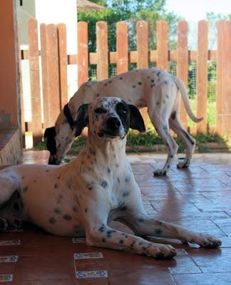 Tom y Jerry, ¿imposible distinguirlos? En adopción‏