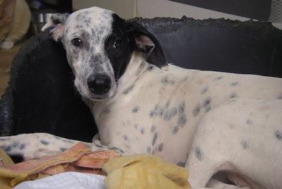 Tom y Jerry, ¿imposible distinguirlos? En adopción‏