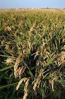 Receta de paella valenciana con pollo, conejo y costillas al estilo de la Ribera