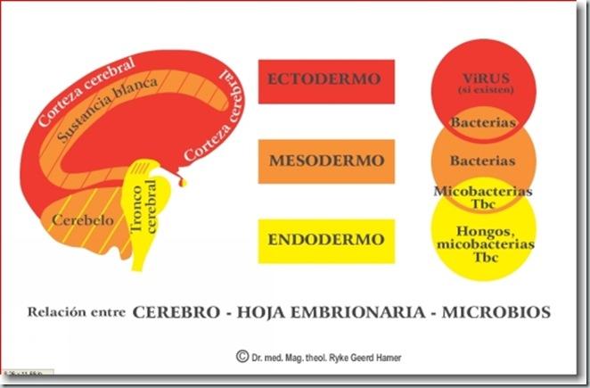 NMG_cerebro-microbios