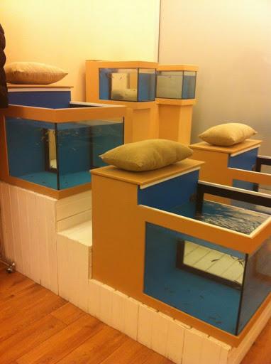 TERAPY FISH SPA