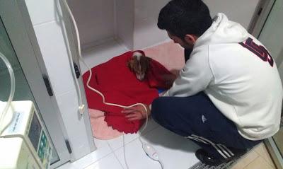 RUBIA ESTA LUCHANDO POR VIVIR, NECESITAMOS AYUDA ECONÓMICA!! MURCIA - PÁRRAGA‏