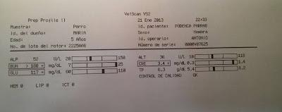 RUBIA ESTA LUCHANDO POR VIVIR, NECESITAMOS AYUDA ECONÓMICA!! MURCIA - PÁRRAGA‏