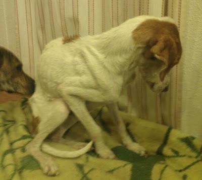 RUBIA ESTA LUCHANDO POR VIVIR, NECESITAMOS AYUDA ECONÓMICA!! MURCIA - PÁRRAGA‏