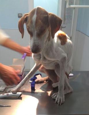 RUBIA ESTA LUCHANDO POR VIVIR, NECESITAMOS AYUDA ECONÓMICA!! MURCIA - PÁRRAGA‏