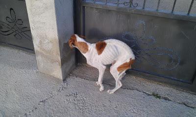 RUBIA ESTA LUCHANDO POR VIVIR, NECESITAMOS AYUDA ECONÓMICA!! MURCIA - PÁRRAGA‏