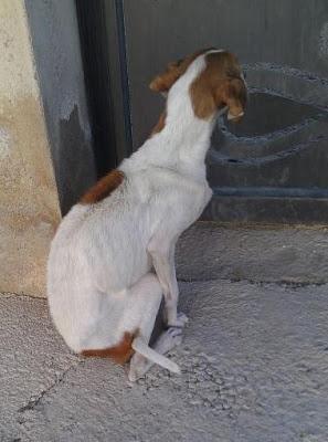 RUBIA ESTA LUCHANDO POR VIVIR, NECESITAMOS AYUDA ECONÓMICA!! MURCIA - PÁRRAGA‏