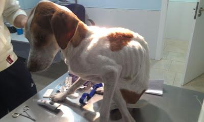 RUBIA ESTA LUCHANDO POR VIVIR, NECESITAMOS AYUDA ECONÓMICA!! MURCIA - PÁRRAGA‏