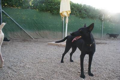 LILA, preciosa perrita en Adopción. Lorca Animal (Murcia)‏