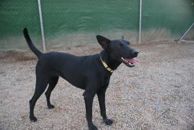 LILA, preciosa perrita en Adopción. Lorca Animal (Murcia)‏