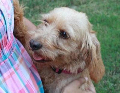 2ª difusion, sigue buscando hogar! BUBA, MÁS GUAPA QUE TODAS LAS PERRITAS.