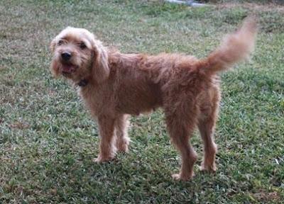 2ª difusion, sigue buscando hogar! BUBA, MÁS GUAPA QUE TODAS LAS PERRITAS.