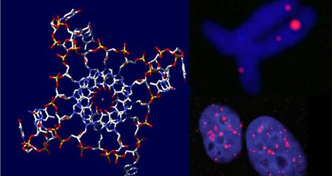 Científicos encuentran molécula de ADN con cuatro hélices que podría ayudar a combatir el cáncer