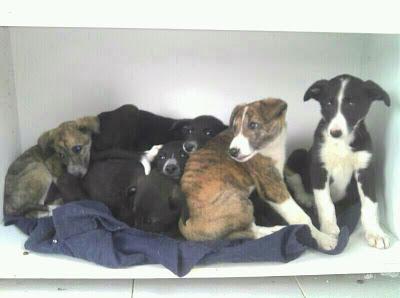 Cachorros de galgo abandonados en una caja. (Murcia)‏