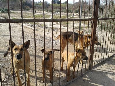 Cachorros de pastor en peligro. (Murcia)‏