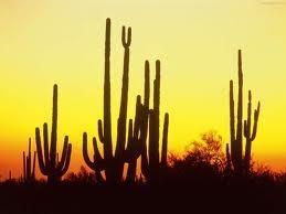 Plantas del Desierto